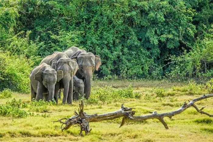 Lessons of Resilience